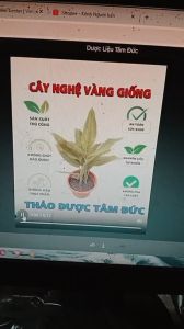 1 nhánh cây nghệ vàng giống