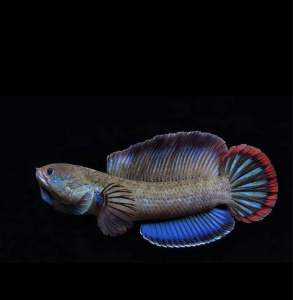 Channa Blue Bengal 4-5cm 100% Cb Quality（Pallet Trained）