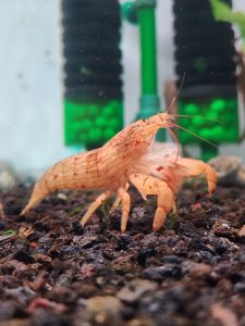 Bamboo Shrimp (Atyopsis moluccensis) Freshwater Decorative Shrimp Planted Tank Aquascape Aquarium