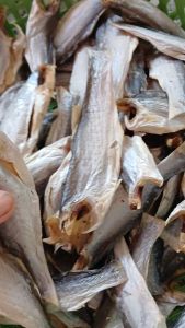 1kg Khô Cá Chét Bỏ Đầu Vị Mặn Vừa Ăn Thơm Béo Làm Được Nhiều Món Ngon Tiện Lợi- ĐẶC SẢN MINH TRIẾT