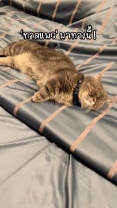 {"LOFTYSOFT ชุดผ้าปูที่นอน 6ฟุต KING 5ฟู QUEEN 3.5ฟู SINGLE Cotton Silk 550เส้นด้าย Charisma Collection"}