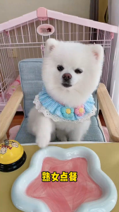 【SG ready stock】Original Pure Freeze Dried Egg Yolk Cubes Pet Treats Nutritious Supplement Snack for Cats and Dogs