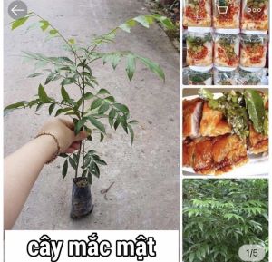 Cây mắc mật cao 30-50cm chỉ 18k lá mắc mật làm thịt nướng sỉ cây giống