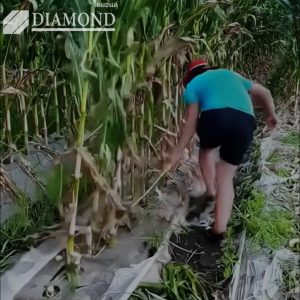 KAMAX มีดตัดหญ้า เคียวตัดปาล์ม มีดตัดถนนป่า คมกริบ วงกว้าง 100%ใบมีดคมพิเศษ กันลื่น ประหยัดความพยายาม