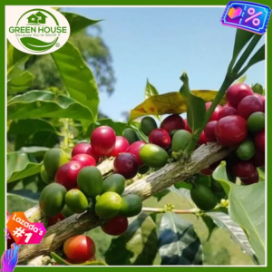 Green House® - Arabica Coffee Seeds for Planting (10 Seed) incl. Planting Instruction for Coffea Arabic Plant