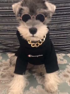 สร้อยคอสุนัข ปลอกคอสุนัข โซ่สุนัข โซ่แมว สร้อยคอแมว โซ่คอสุนัข โซ่คอแมว ปลอกคอสุนัขแมว มีหลายแบบให้เลือก เพิ่มความเท่ ปลอกคอสุนัขแมว