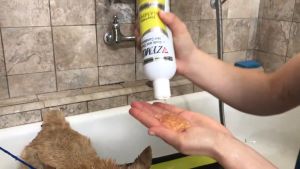 ZYMOX Shampoo แชมพูสำหรับโรคผิวหนัง เชื้อรา ยีสต์ แบคทีเรีย คัน ผิวหนังอักเสบ ปลอดภัยและอ่อนโยนกับสัตว์ทุกชนิดทุกวัย