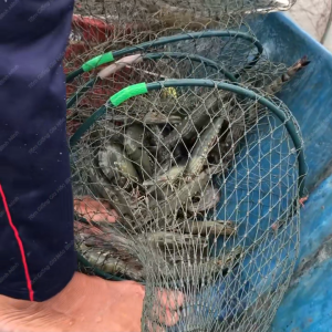 Thảo dược BBA KILL PARASITE 200g – Phòng ngừa ký sinh trùng phòng EHP phục hồi sức khỏe tôm - Chính hãng Bình Minh Capital