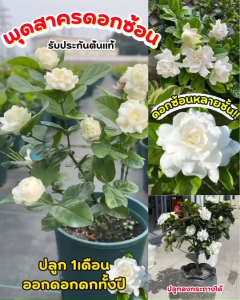 ต้นพุดสาคร ดอกซ้อน 1ต้น สูง30-40ซม. ต้นไม้ฟอกอากาศ ไม้มงคล ตกแต่งบ้านและสวน