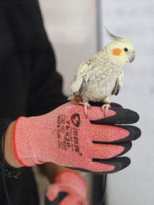 Terrain Kun | Bite-resistant Training Gloves for Pets Small