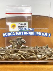 Benih Bunga Matahari IPB BM 1 Unggulan berkualitas Institut Pertanian Bogor biji bibit hydroponik hidroponik tanaman sun flower