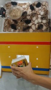 Bộ máy ấp trứng gà dùng sợi cacbon tiết kiệm điện cho gà vịt ngan ngỗng chim trĩ chim cút