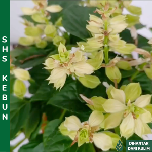 Salvia Plant 鼠尾草 Salvia Splendens Pokok Salvia Live Plant SHS Kebun
