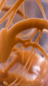 LOTUS BISCOFF TOPPINGS 1KG