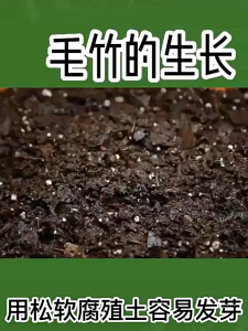 20/30/50 Seeds Asparagus Fern Tree Seeds-Bonsai Seeds for Gardening Flowers Seeds Air Plant -A610