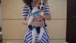 Pet Carrier Bag Dog Carrier Bag Cat Carrier Bag Front Cute Bag Carrier Outdoor Backpack Bag for dog