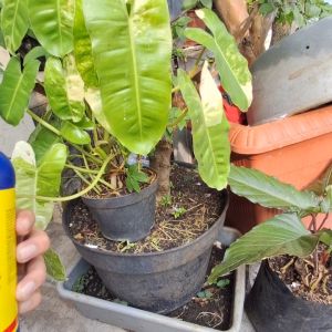 Pupuk Liquinox Bloom Untuk Pembungaan Tanaman Semua Jenis 946ml