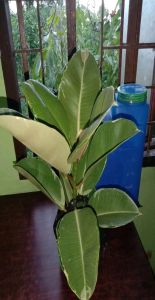 tri color locally teneki