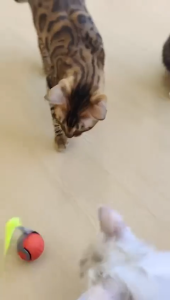 Speedy Sprint Ball Toy for Cat Type-C Rechargeable Interactive Cats Toys