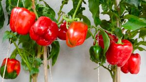 SULIT PACK! HYBRID BELL PEPPERF1 HYBRID/HIGH YIELDING/EASY TO GROW (20pcs seeds)
