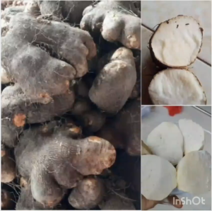 1 Kg Uwi Putih Mentah / 500 Gram Umbi Uwi Putih Legi Pulen