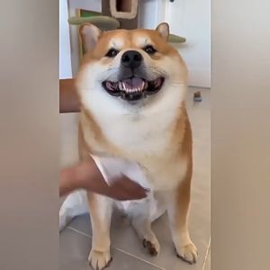 Pet Care Wipes ทิชชู่เปียกสัตว์เลี้ยง ผ้าเปียก หมาแมว 400 แผ่นใหญ่