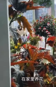 แท่งปุ๋ยพืชอาหารปุ๋ยพืชอเนกประสงค์สำหรับ โภชนาการบาร์พืชผลต่างๆ Houseplants ไม้กระถาง 18แท่ง พร้อมส่งวันถัดไป