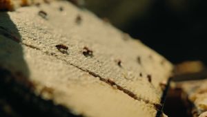 [Cheap BUY 2 FREE 2 gifts] Settlers Honey Manuka Multifloral MGO 100+ (250g x 4) 100% Pure NZ 麦卢卡蜂蜜 Madu Asli Tulen Immunity Energy Tenaga Prebiotic