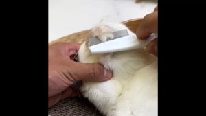 【Ready From SG】Pet Flea Comb for Dogs and Cats Fine-Tooth Stainless Steel Needle Comb Pet Dog Cat Flea Remove Comb Hair