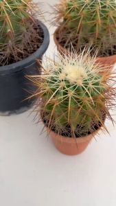 Echinocactus grusonii v alba ถังเงิน ไซต์กำลังดี ถังเงินแคคตัส