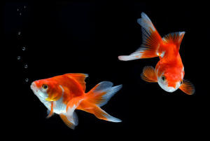 Ryukin Goldfish/Ornamental fish/Freshwater/Readystock