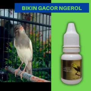 Vitamin Burung Kenari Premium Harian Macet Bunyi Biar Cepat Gacor