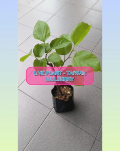 【Live Plant】Pokok Mulberry / Skin-Boosting Mulberry Plant / Pokok Mulberi Kulit Sihat / 美肌桑树苗