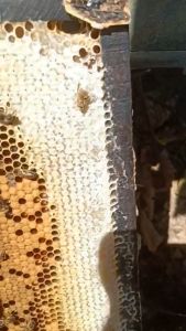 Mật Ong Hoa Rừng Nguyên Chất ĐĂK LĂK ( 100% NGUYÊN CHẤT )