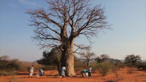 BaoCare - SkinCare Kit Baobab Serums