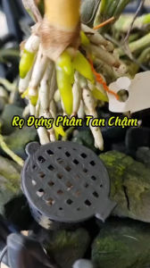 COMBO 100 CÁI Rọ Đựng Phân Tan Chậm