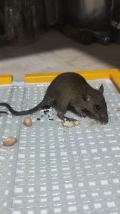 TERMURAH 2 PCS LEM TIKUS SUPER LENGKET TERMURAH DAN GRATIS ONGKIR