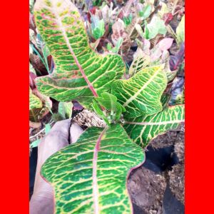 Tanaman hias puring jojon/tanaman hias puring dasi jojon