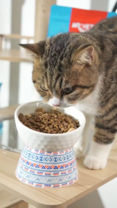 Thức ăn cho mèo MrVet T4 mới 1kg Công thức 6 loại cá Cá ngừ Cá hồi Cá Bonito Cá trứng sấy...