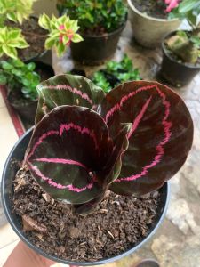 tanaman hias calathea black lipstik