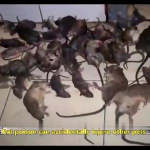 Mothballs for Rat & Indoor Rat Killer: A Comprehensive Guide