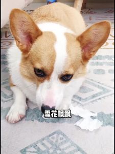 Cây Gậy Roi Tét Đít - Dùng Huấn Luyện Chó Mèo