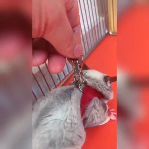 Sugar Glider Harness Rope