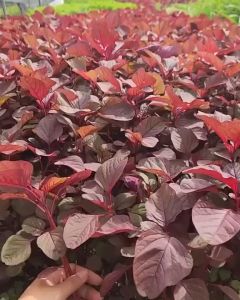 Hạt giống rau dền đỏ tròn- Dễ trồng quanh năm