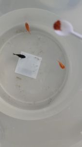 อาหารปลาหางนกยูง ไรมินิ อาหารปลากัด ปลาสอด บอลลูน เทวดา ม้าลาย ไรมินิ50กรัม กลิ่นหอม กินดี สีสด โตเร็ว ปลากินหมดทุกเม็ด ใช้น้อย เม็ดเล็ด