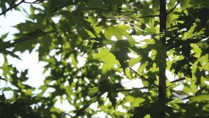 Camel Elegance Electric Bladeless Remote Control Energy Saving Tower Ionizer Mist Fan/Air Cooler With 7L Water Tank