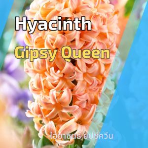 Gipsy Queen สีส้ม เพื่อนเช้าขายหัวลิลลี่ และทิวลิป ว่าน พร้อมส่ง พร้อมส่ง ผู้ชาย สีสันเป๋า" (พร้อมส่ง สีสันเป๋า)