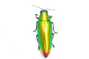 Samber Lilin Hidup/samber iler/kumbang hijau