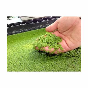 Aquarium Water Plant Dotted / Giant Duckweed Water Plant Kiambang For Betta Fish | Guppy Fish Shrimp Fish Tank decoration Live Plant
