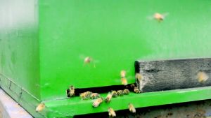 MADU MURNI MULTIFLORA AL HALIF 0.5 KG/ 100% MURNI TANPA CAMPURAN/ JAMINAN UANG KEMBALI JIKA TERBUKTI PALSU